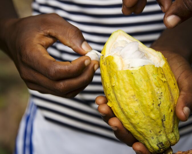 Theobroma cacao pod
