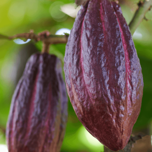 Leonidas' Commitment to Sustainable Cocoa: A Journey Towards Positive Impact - leonidasbrighton.co.uk