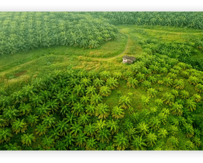 Cacao field