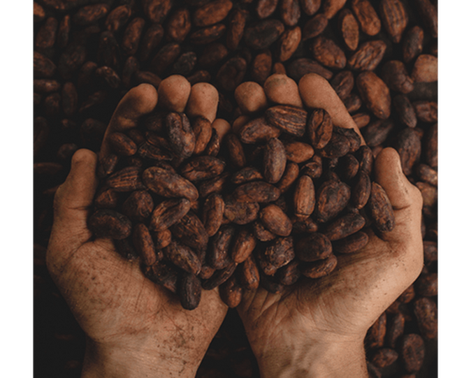 Two hands holding cocoa beans